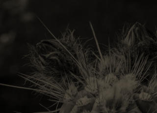 fotoreise-lanzarote_Makrofotografie